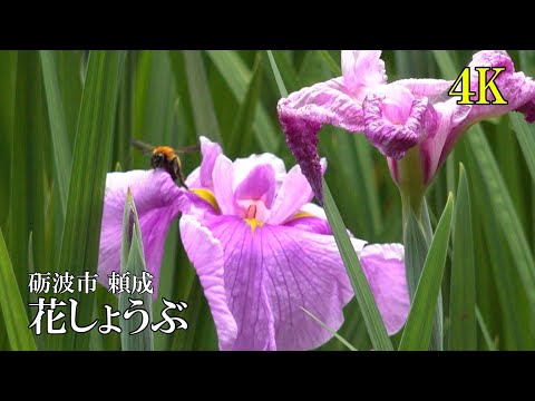 【4K】砺波市頼成 花しょうぶ　4Kで魅せる富山の風景