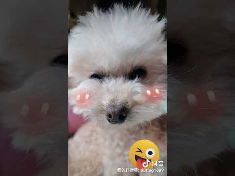 又放電 🤪#iloveyou #poodle #dogshorts