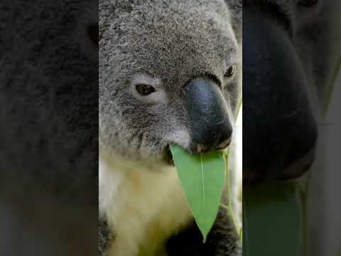 Baby Koalas Eat Shit "Literally Shit" #zoology #koala #animals #fun #facts #science #english