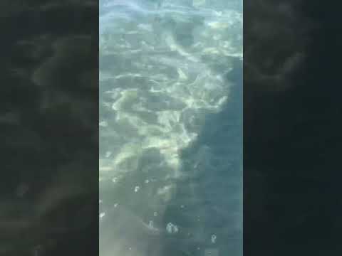 🏝️ Clear water on the Tenerife Island 🏝️ #tenerife #clearwaterbeach #canaryislands