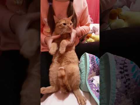 Pikachu the Cat dances to Bloody Mary