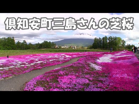 倶知安町三島さんの芝桜2024/5/25