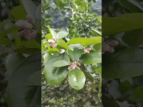 Lemon's Flower #plants #mountain #trending #nature #shortvideo #lemon #lemonade