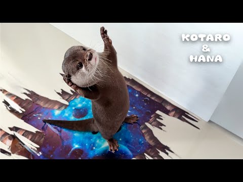 How Do Otters React to 3D Wall Stickers?