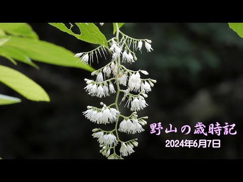 野山の歳時記　里山で咲いていた初夏の花　2024年6月7日