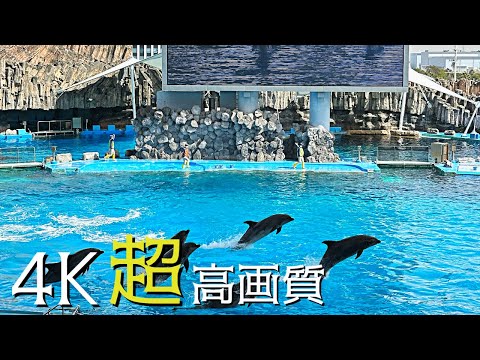 名古屋港水族館のイルカショー！