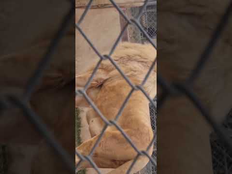 huge white male lion roar..#lion #roar