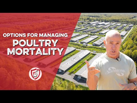 Options for Managing Poultry Mortality on Your Farm