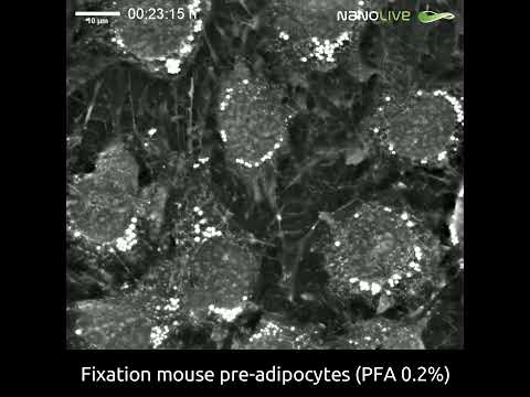 Witness the freezing effect of cell fixation, label-free