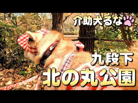 【柴犬介助犬】北の丸公園の紅葉を一緒に楽しみました［柴犬介助犬るな］