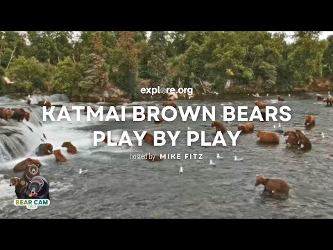 Play by Play 9.26.23 & Fat Bear Junior Bracket Reveal | Brooks Live Chat