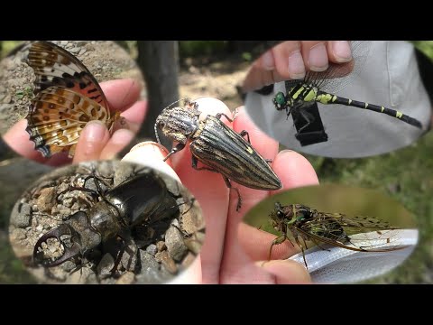 夏の山には昆虫いっぱい！見たことない虫にも出会えたよ！！！