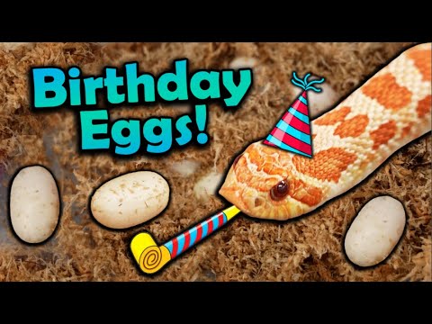 My Favorite Snake Laid Eggs on my Birthday!