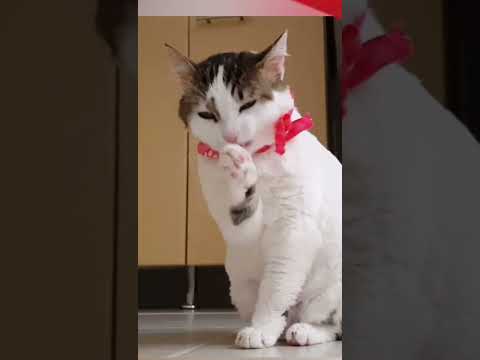 cat video / cute cat video..#shorts #cat