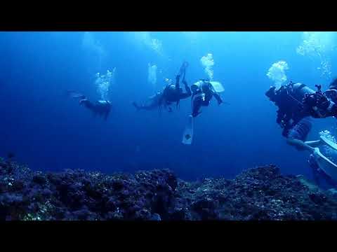 【タカベ玉】井田・神子元島ダイビング