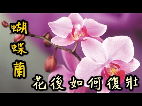 【天天小花農】蝴蝶蘭開完花就死！？學會復壯這一招，少走3年“彎路”