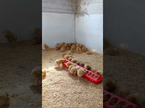 Chicks brooder #brooding