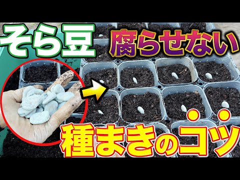 【絶対にコレだけは守って！】そら豆栽培を成功させるには種まき時に注意することがあります