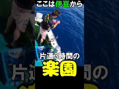 銭洲挑戦② #カンパチ #ヒラマサ #とび島丸 #釣り #泳がせ釣り