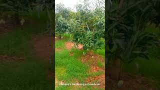 Amazing Mango Fruit Garden Farhana's gardening channel #gardeningvideos #mango #gardeningchannel