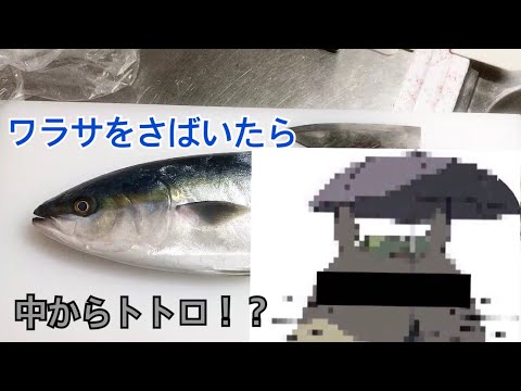 ワラサをさばいたらトトロが出てきた。