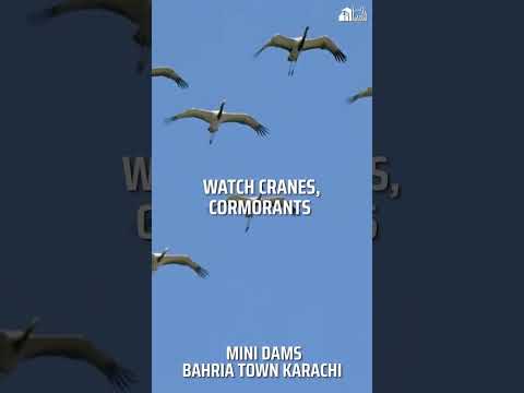 🌊✨ Bahria Town Karachi: A Sanctuary for Migratory Birds!  #bahriatownkarachi #trending #viralshorts