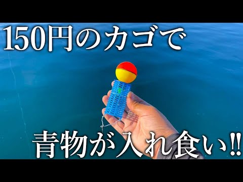 中古釣具で自作した150円のカゴで青物が入れ食い！青物が沸き上がるスルカゴ釣法が面白い