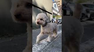 お散歩トイプードル1/Walking Toy poodle #shorts