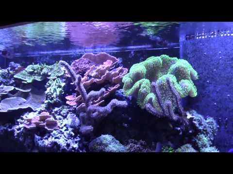 210 Reef Update and 4 Years of Mile High Reefers (Reef Vlog)