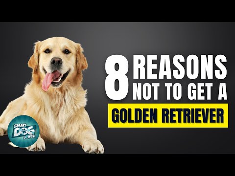 8 Reasons Why You Should Not Get a Golden Retriever