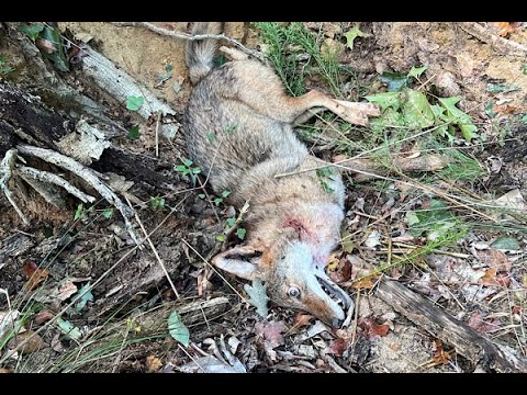 Deer Dog Drive 10/1/2022 Coyote Kill Shot!!!!