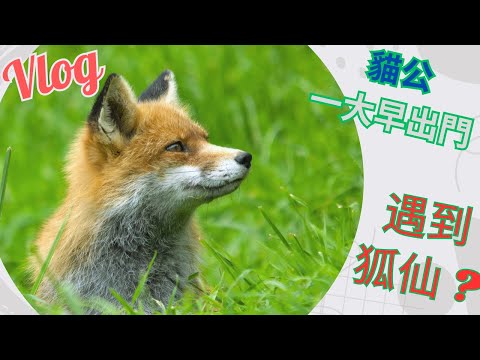 Vlog: 貓公一大早出門，差點被狐仙拐跑了  #vlog #狐狸 #fox