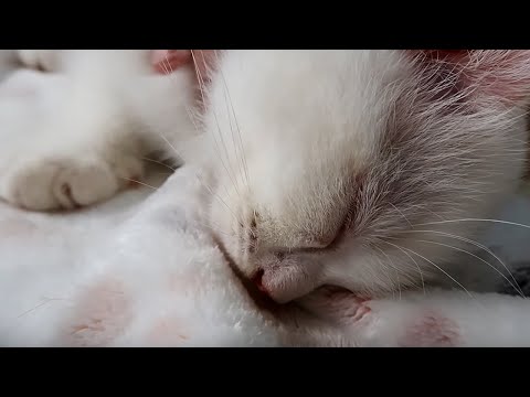 小貓咪踩奶咕嚕咕嚕睡著了 Cute Kitten Purring and Kneading