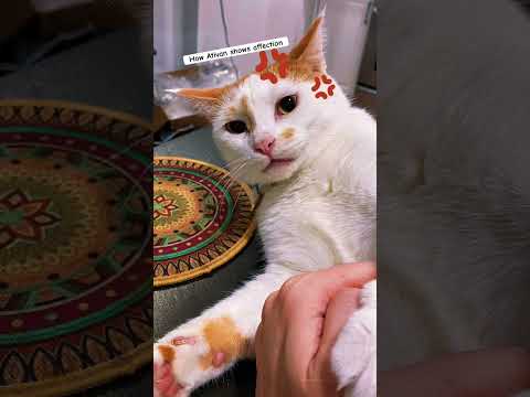 How my cat shows his affection to me. I’m moved~ #ativan #cat #catvideos #catshorts #funny