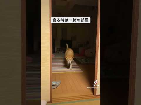 電気を消したらこっちに来る。 #保護犬を家族に #雑種犬 #保護犬と暮らす #rescuedog