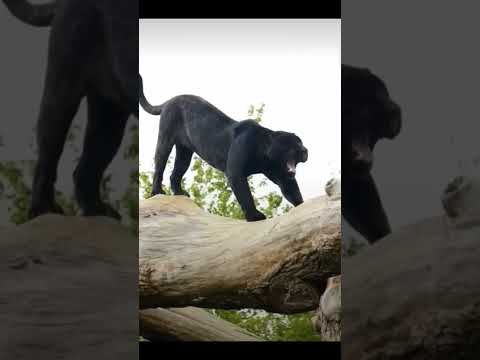 Black panther yawning, cute😻🥰 #shorts