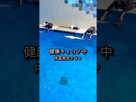 #イルカ #いるか #水族館 #shorts