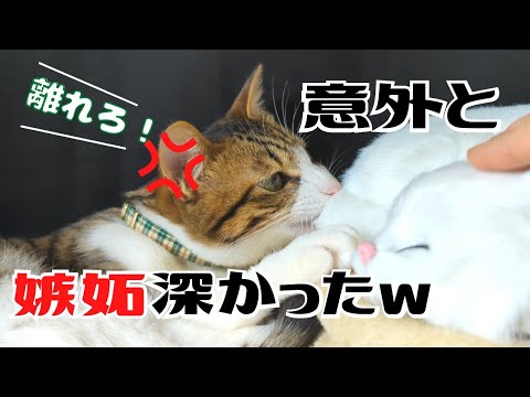 ぬいぐるみに嫉妬？猫が取った意外な行動に飼い主ビックリw