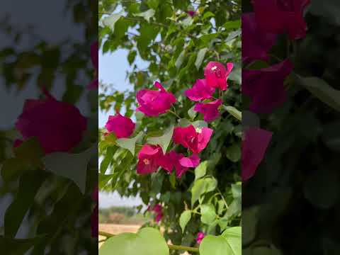 Beautiful flowers 🌺 | sai pallavit Bgm | #shorts #youtubeshorts