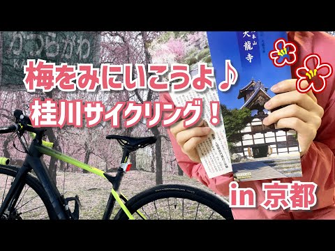 【ロードバイク女子】梅の花にうっとり♡京都 桂川サイクリングロードを満喫してみた