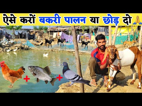 देखिए! ऐसे करें बकरी पालन सालों भर होगी कमाई | Goat + Fish + Duck + chicken farming