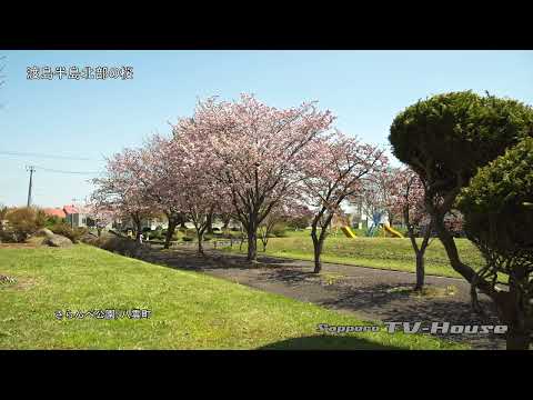 渡島半島北部の桜 Cherry blossoms in the northern part of the Oshima Peninsula