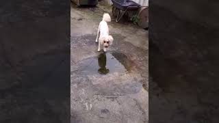 shaved cockapoo sees me recording him #maxthepoo #adorabledog #cockerpoo #dog #shaved #maxthedog