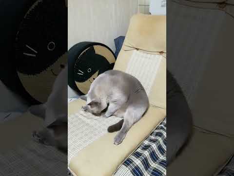 【座椅子好きなお猫様】テトちゃんのイス　#shorts #ねこ　#座椅子