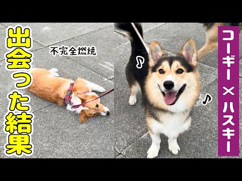 ハスキーとコーギーのミックス犬さんに出会いました！