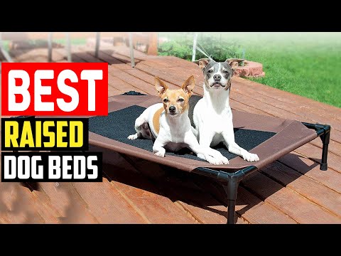 ✅Top 5 Best Raised Dog Beds in 2023