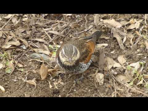 ツグミの食事