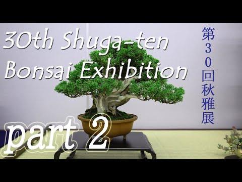 BONSAI - 30th SHUGATEN Shohin bonsai Fair 2022 - 30回秋雅展令和4年 小品盆栽フェア  (PART 2)