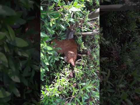 運動公園に住んでいる野良猫😺