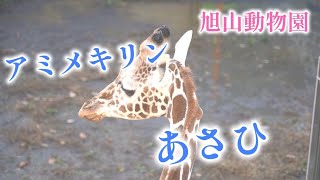 アミメキリンのあさひ「大きくなれ」あさひやま動物園チャンネル《非公式》